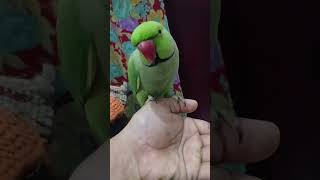 🦜#mithu#mithuvlogs#parrot #mithukizubani#birds#talkingmitthu#funny#viral