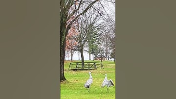Thumbnail of The Crane Dance!  #love #song #music