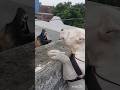 Don T Mess With MyЁЯТк Dogo ArgentinoЁЯдШЁЯП ЁЯШ Vs German Shepherd Dog Doglover Dogs Shorts Viral Don T Mess With MyЁЯТк Dogo ArgentinoЁЯдШЁЯП ЁЯШ Vs German Shepherd Dog Doglover Dogs Shorts Viral