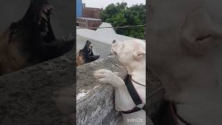 Dont Mess with My? Dogo Argentino??? vs German shepherd dog doglover dogs shorts viral