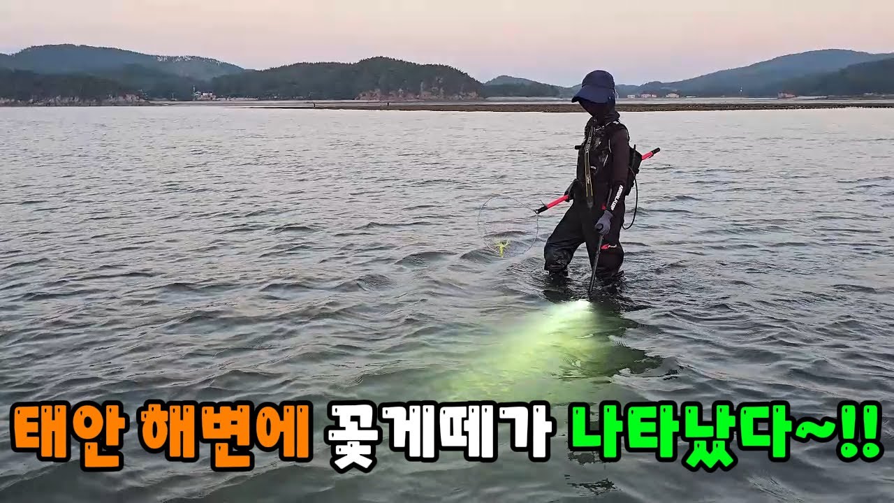 태안 해변에 꽃게떼가 나타났다~!! 주워담다 보면 어느새 만통~!!