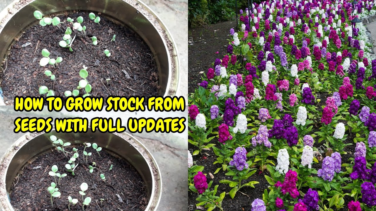 HOW TO GROW STOCK FROM SEEDS WITH FULL UPDATES - YouTube