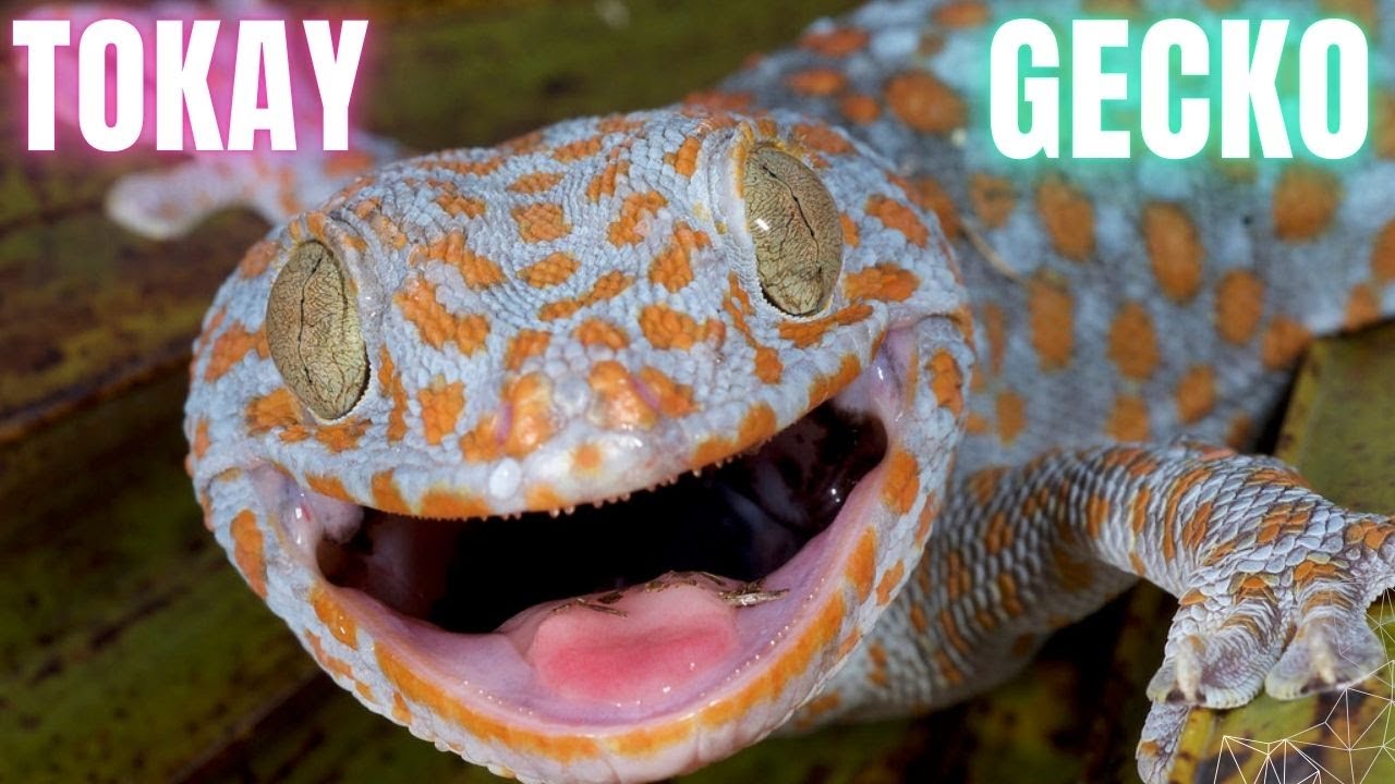 Tokay gecko Facts You Didn't Know - YouTube