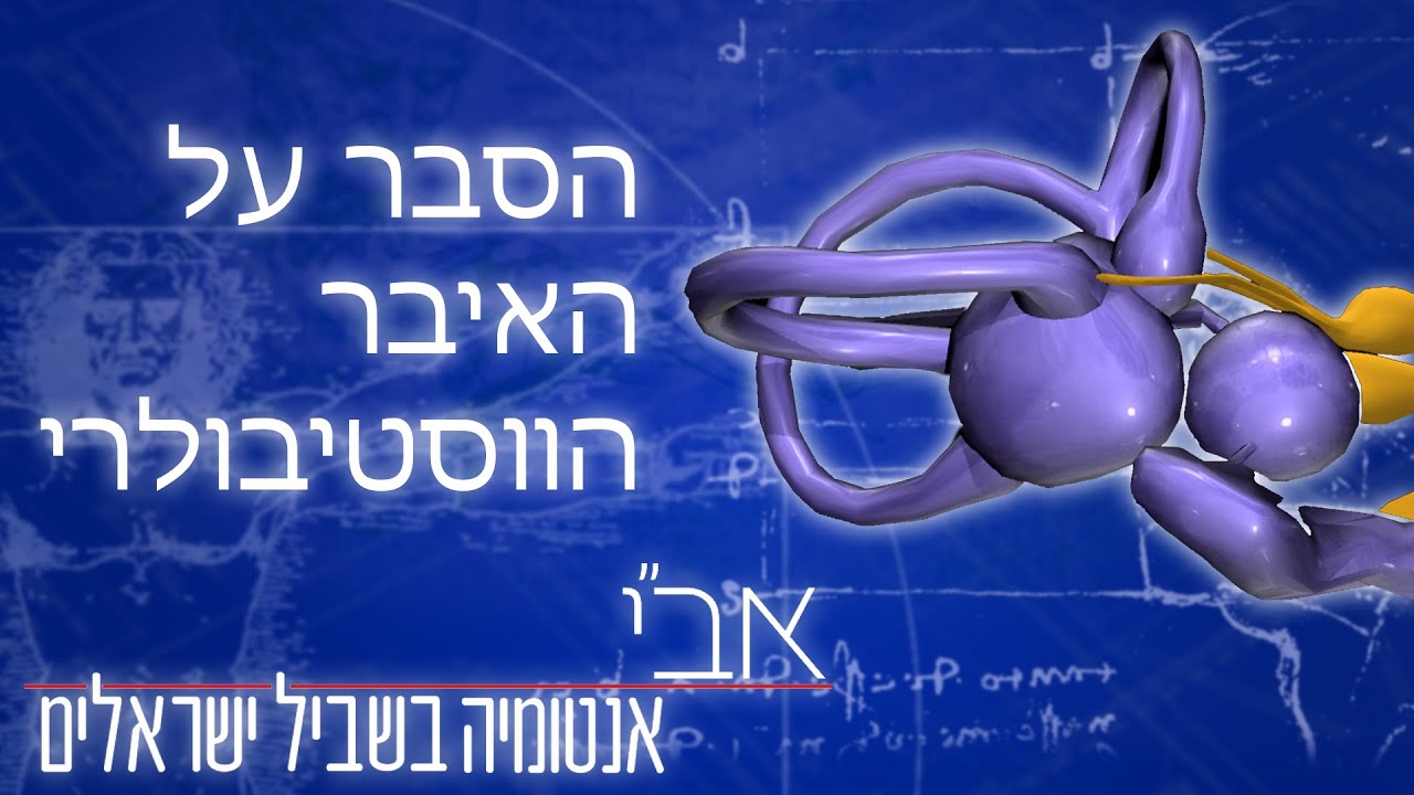 הסבר בסיסי על המערכת הוסטיבולרית ושיווי משקל