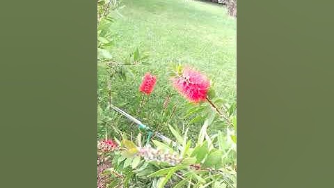 دعاء الشفاء (الرقية الشرعية) رائع للشيخ يونس