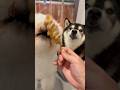 焼き鳥が好きすぎる犬　#柴犬 #shibainu #shorts