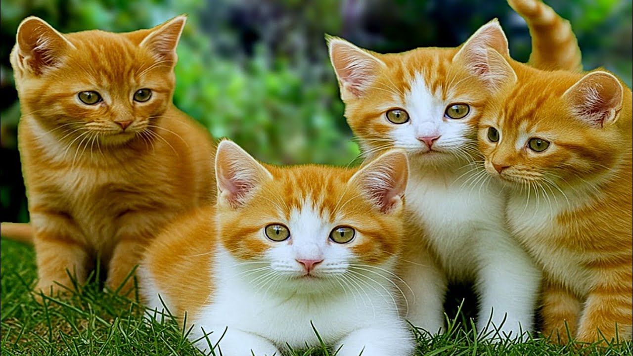 Adorable Persian Kittens 🐾 Relaxing Cat Sounds & Adorable Cat Videos