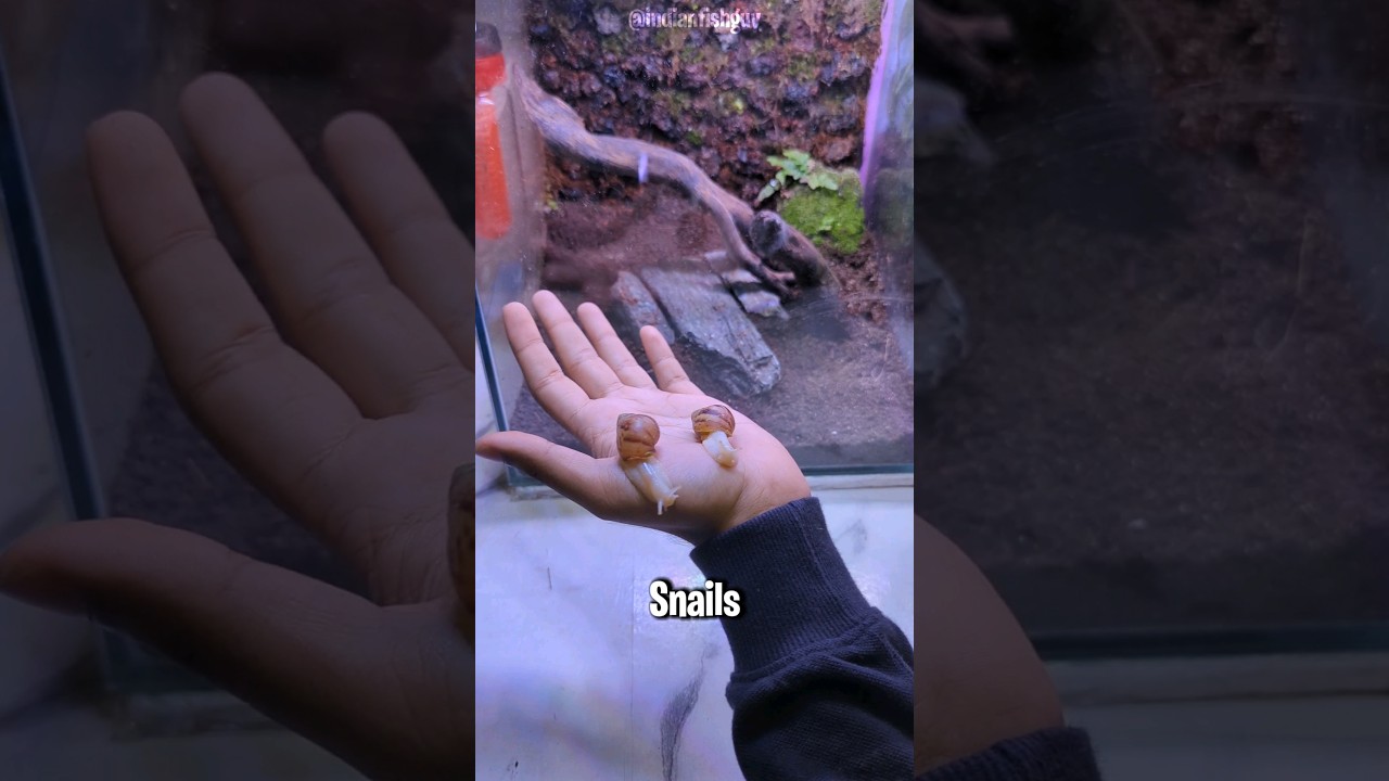 My Giant African Snail 🐌 