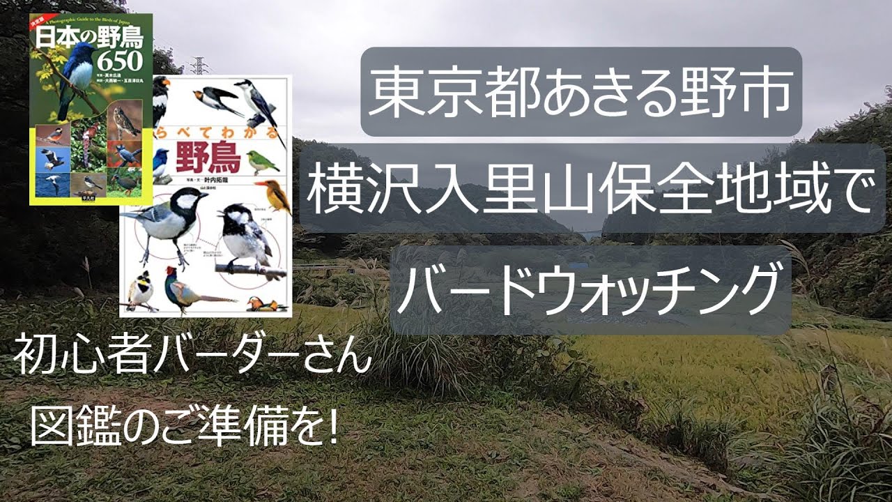 バードウォッチング/探鳥イメトレ　東京都あきる野市/横沢入里山保全地域　初心者バーダーさん、いっしょにバードウォッチングしましょう！