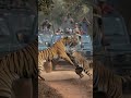 Tiger vs Tiger Most Dangerous Jungle Duel जंगल में दो बाघों की खतरनाक लड़ाई #jimcorbett #india
