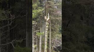 The Average Tree Is Normal But Then Theres This Guy