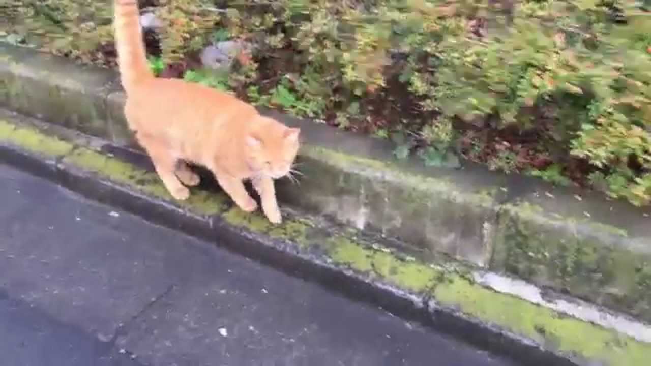 閲覧注意 人懐こい茶トラ猫 ケンカをして負傷する The Friendly Red Tabby Was Injured 1 Youtube