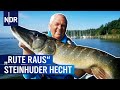 Den Steinhuder Hechten auf der Spur | Rute raus, der Spaß beginnt! | NDR