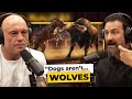 This Dog Breed History Is Way Darker Than You Think | Andrew Huberman