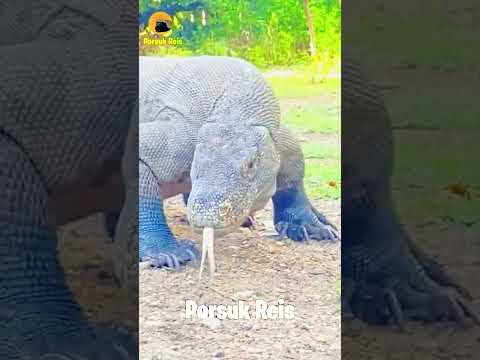 Bu Adada Muşmula Suratlı Bir Hayvan Hüküm Sürmektedir | Komodo Ejderi