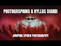 Photographing a Hyllus Diardi Jumping Spider - Macro Photography