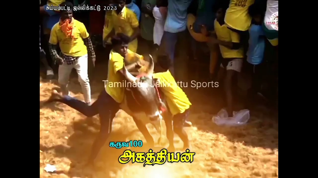 karuvanur Agathiyan, ayyampatti jallikattu sirandha pudi