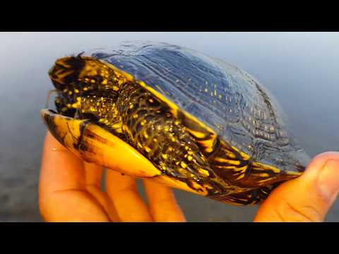 Video: Păstrarea Unei Broaște țestoase Acasă