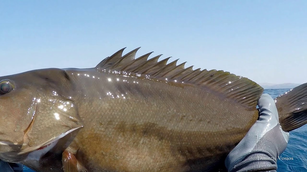 The Spearfishing Ark  - Dimitris Vosios