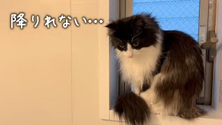 【HELP】お風呂場の窓から降りられなくなりました｜ノルウェージャンフォレストキャット by まどろみのノルウェージャン's 84 views 2 years ago 2 minutes, 55 seconds