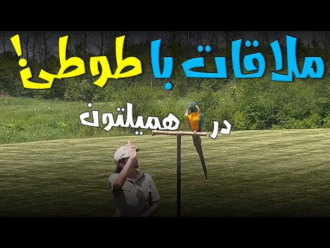 تصویری: سافاری شیر آفریقایی در انتاریو