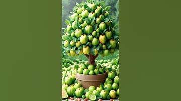 Easy and fast technique for planting and growing guava trees using stem grafts.#gardening