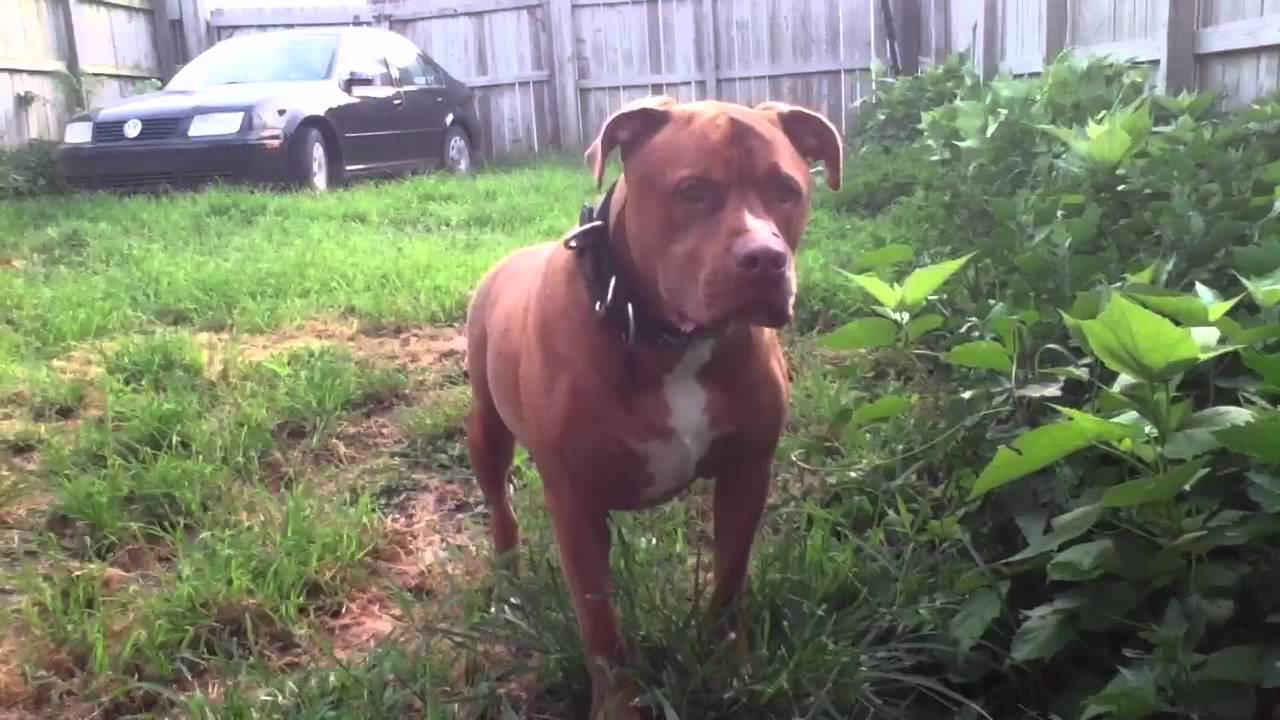 american pitbull terrier mastiff mix