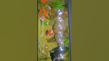 Bí quyết đển cá KHỎE, ăn NGON là gì vậy mọi người? #aquarium #fishing #foryou #viral #cute #ranchu