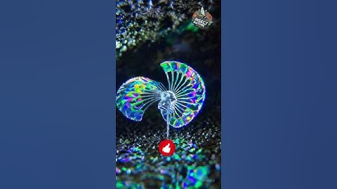 Crystalline Insect Nest simple compose