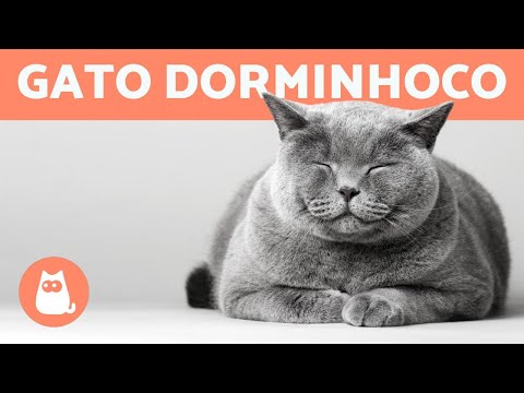 Vídeo: Por Que Os Gatos Dormem Muito?