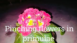 why necessary to pinch off flowers in primula प्रिमुला में फूल जरूर तोड़ें  #deadheading #gardening