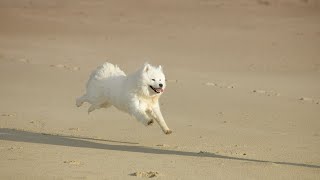 How to Choose a Reputable Samoyed Breeder  A Comprehensive Guide