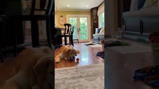 See how he play with the ball ❤️