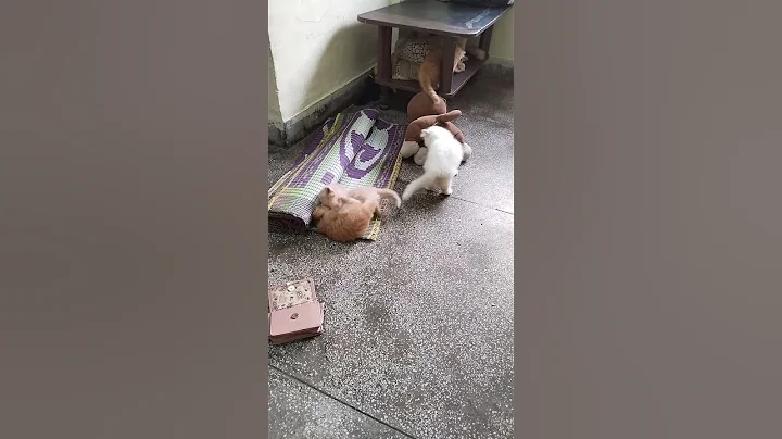 Watch the video about Funny cat 🐈 #cattree #kitty #catlady #cathead #boxcat #flowercat #munchkincat #kittycat #crazycat