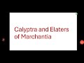 Calyptra and Elaters of Marchantia||calyptra of Marchantia in detail||Elaters of Marchantia