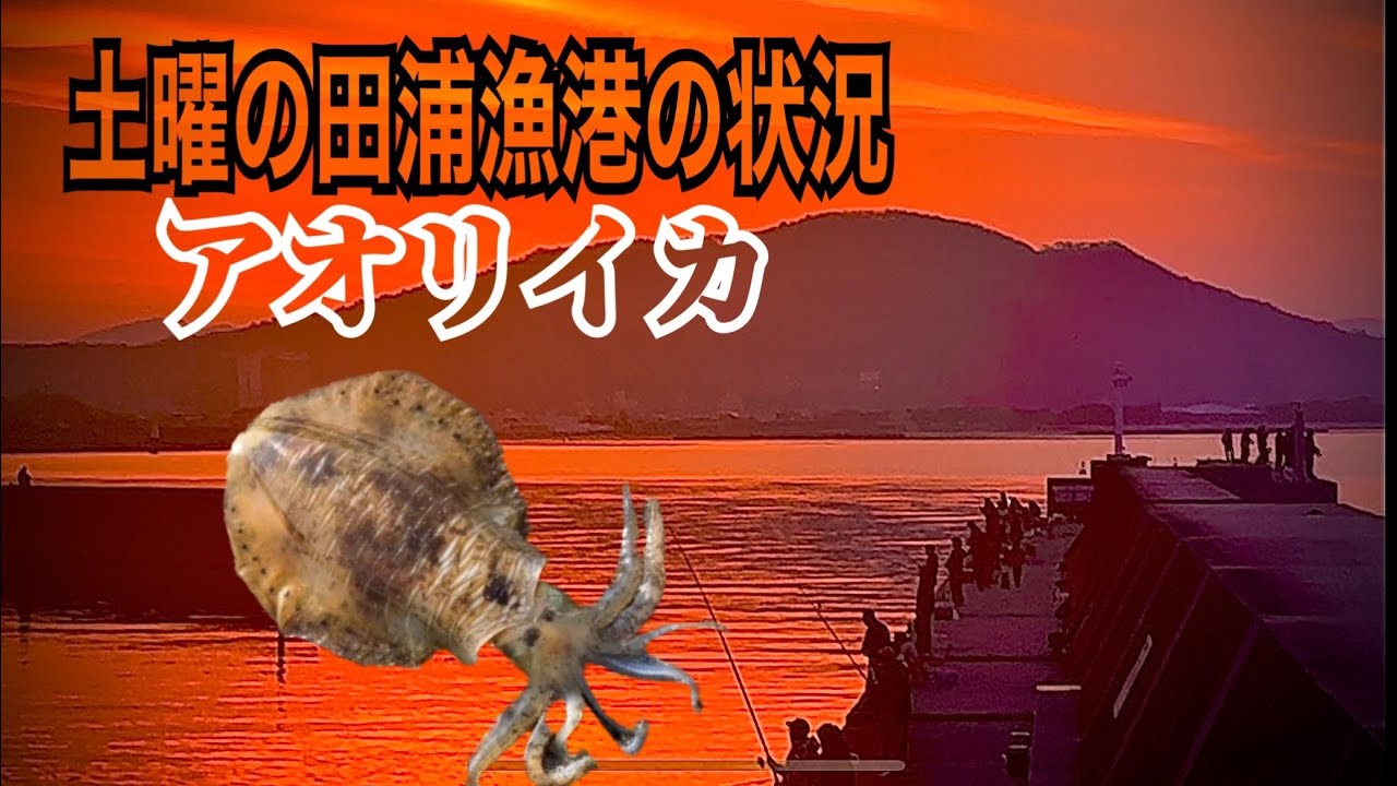 和歌山 田の浦漁港の週末状況 アオリイカ