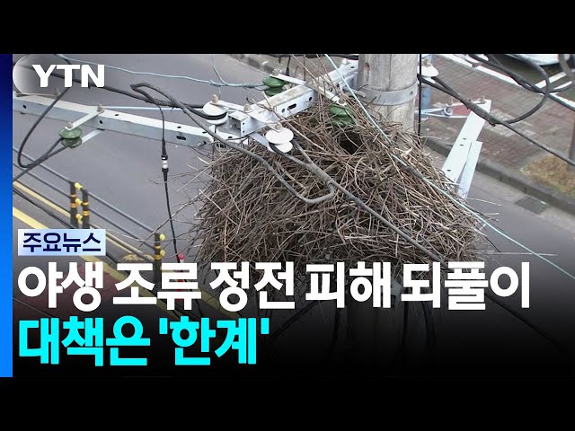 야생 조류 정전 피해 되풀이...대책은 '한계' / YTN