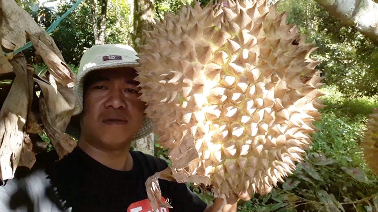 durian-montong-tanpa-biji-vlog-pertama-hasbitubehd-youtube