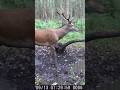 PIĘKNY 10TAK!! #fotopułapka #deer #zwierzaki #wildlife #las #nature #animals #hunting #jelenie