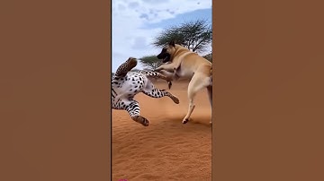 Pha ra đòn cứu con của chó bố làm khán giả ngất ngây