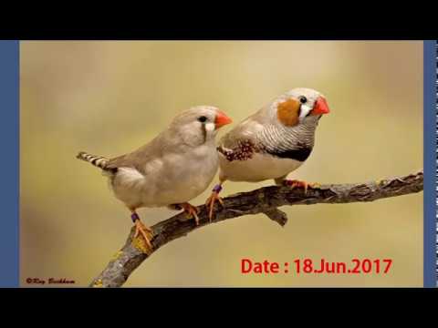 video phone beyonce mp3 Lalukhet Birds Market price 18 Jun 2017 Karachi