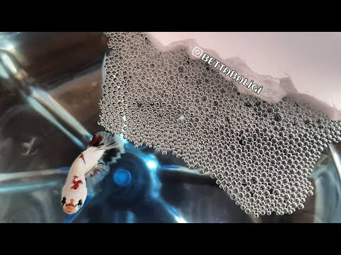 Video: nasıl yapılır kertenkeleler arkadaşı