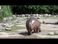 hippo kackt