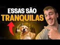 10 raças de cachorro mais fáceis de cuidar |  GUIA PARA INICIANTES