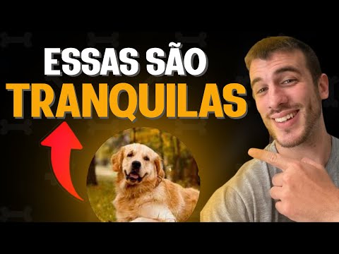 Vídeo: 10 raças de cães mais amigáveis para cães