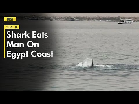 Terrifying! Shark eats man on Egypt Coast, video goes viral