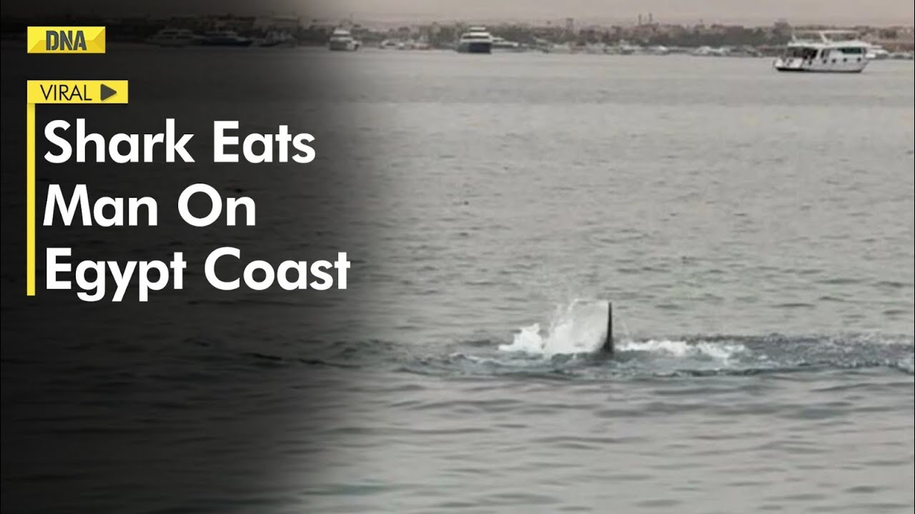 Terrifying! Shark eats man on Egypt Coast, video goes viral