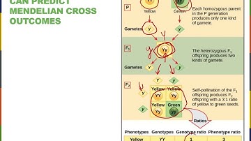 Biology2E Ch12 MChen Lecture Video Part2