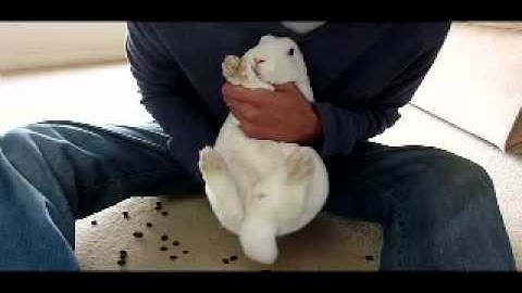 Handling and lifting rabbits - an expert guide - Part 2 of 2