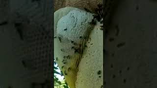 tổ ong khoái có bầu mật cực khủng.